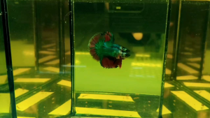 AOC Halfmoon Betta *Random Pick Saiz Junior>Regular
