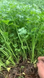 Combo 3 bịch Hạt giống Rau Ngò rí chịu nhiệt dễ trồng