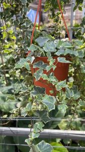 #English ivy (ต้นไอวี่) 🌱#ต้นไม้ฟอกอากาศเบอร์ 1 จากงานวิจัย NASA🌱