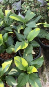 #เดหลีจักรพรรดิด่างเหลืองโคเรีย #เดหลีจักรพรรดิด่างเหลือง ☘️ เดหลีจักรพรรดิ ด่างเหลือง ( Spathiphyllum Sensation Aurea Variegated ) 🍂 6900 บาท free shipping ~ เดหลีจักรพรรดิไม้ด่างอีกตัวที่หายาก น่าสะสมค่ะ *ไม้ฟอร์มกอ ด่างสวย ใบเยอะ ลายดี เปิดลายสวยเ