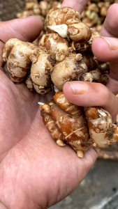 Flash Deal Kencur | Kencor | Sukung Segar Berat 1 Kg Rempah Bumbu Dapur