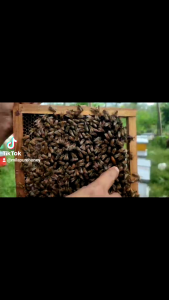 MADU HUTAN AKASIA 250 ML MERK MILA PURE HONEY