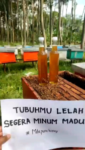 MADU MURNI ASLI RANDU UK 350 ML MERK MILA PURE HONEY SUMBER NUTRISI TERBAIK TUBUH