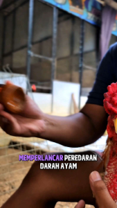 KEMIN CAIR MERAH By BN Khemin Obat Extra Gambir perawatan sisik kaki keras anti turun urat kulit tebal merah m