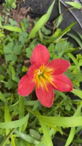 บ.หัวดอกบัวดิน Nutty5 หัวละ 10บาท