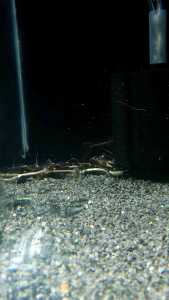 Redtail Catfish/Ornamental fish/Freshwater/Readystock