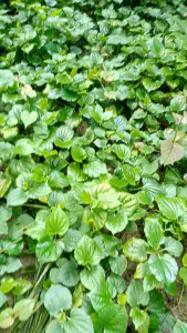 10 cây lá lốt có rễ về trồng