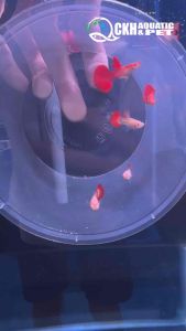 🔥CKH Aquatic🔥 Guppy Albino Red Rose 孔雀鱼白子红玫瑰