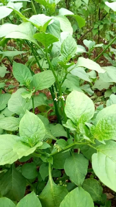 Daun Lenca /Ranti segar 500 gram Dipetik saat pesanan masuk