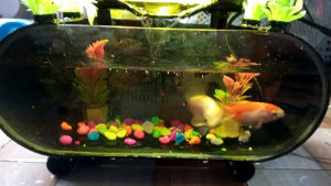 1 Set Aquarium Akrilik Fullset Lengkap Dengan Air Terjun Dan Hiasan Lampu