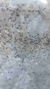 Bebas Semut Selamanya | Spray Anti Semut Efektif