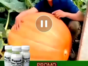 super grow 250ML membantu meningkatkan hasil pertanian anda. cocok untuk segala jenis sayur dan buah .