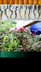 Đông Trùng Hạ Thảo Tây Tạng Nguyên Con Bổ Thận Nam Bổ Phổi Thuc pham chuc nang