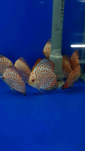 Red Checkerboard Discus/Ornamental fish/Freshwater/Readystock