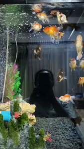 "ส่งจากไทย" ที่กั้นอาหารปลา ห่วงให้อาหารปลา ป้องกันไม่ให้อาหารปลาไหลลอยเข้าตู้กรอง