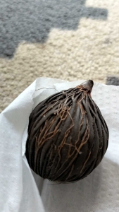 Artefak kelapa sewu koleksi