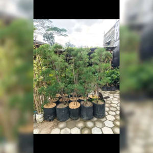 20 BIJI BENIH POHON CEMARA UDANG  (BAHAN BONSAI)