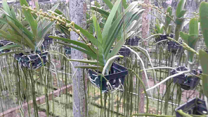 บางกอกสตาร์ กล้วยไม้หอม เบอร์สวนวีรวุฒิออร์คิด เปิดตัวใหม่ ช่อยาวมาก