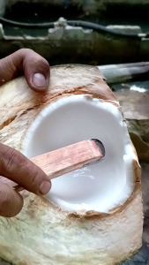 Kerokan Kelapa Muda: Alat & Teknik Pemanenan