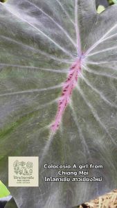 โคโลคาเซีย สาวเชียงใหม่ (Colocasia A Girl From Chiang Mai )ไม้ฟอกอากาศ ไม้มงคล ไม้ประดับ ไม้แต่งสวน ราคาถูกสุดๆ ไม้ด่าง ไม้หายาก