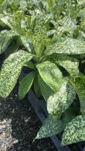 #วาสนาดาราราย #Dracaena ‘JT Stardust Dracaena ‘JT Stardust’ หรือที่พ่อค้าแม่ขายคนไทยเค้าตั้งชื่อให้ใหม่ว่า ‘วาสนาดาราราย’ ต้นนี้เท่านั้น! หลังใบของวาสนาดารารายก็ยังเป็นลายสวย แต่จะเปลี่ยนสีไปตามช่วงอายุ ยิ่งแก่ใต้ใบก็จะยิ่งเปลี่ยนเป็นสีเข้มขึ้น (เรียงตา