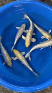 JAPAN GINRIN YAMABUKI OGON 20-26cm from MOMOTARO KOI FARM  RM688 per koi
