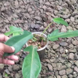 Philodendron Squamiferum: Tanaman Philo yang Cocok untuk Pemula