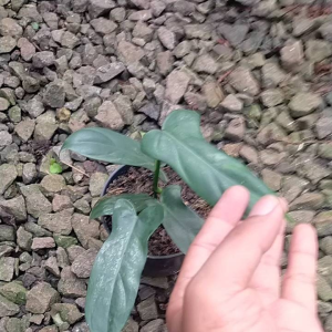 Philodendron Bifennipolium / Philo Violin