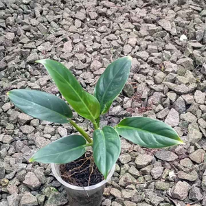 Tanaman Philodendron Subhastatum: Tanaman Cocok untuk Pemula & Ruangan Terbatas