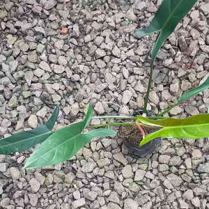 Philodendron Mexicanum: Tanaman Tahan Lama & Cocok untuk Pemula