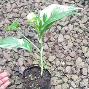 Epipremnum Pinatum Variegata / Tanaman Epipremnum Varigata