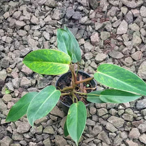 Philodendron Painted Lady / Tanaman Philo Lady Painted