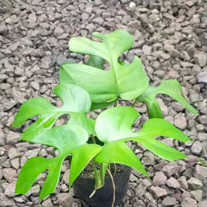 Rhaphidophora Tetrasperma / Tanaman Rhapidopora Tetra Sperma / Monstera Minima