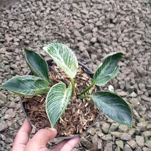 Philodendron birkin remaja / Tanaman Philo Birkin