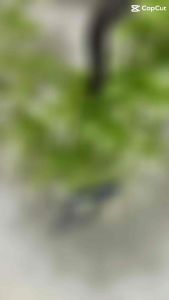 Khay sim điện thoại Samsung A21S / kinh camera sau Samsung A21S hàng chuẩn giá tốt