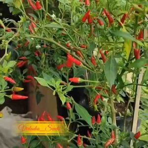 [Virladia Seeds] Biji Benih tanaman Cabe Rawit Merah