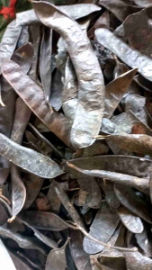 Bồ kết rừng khô 175k 1kg giảm còn 150k