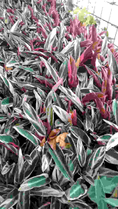 tanaman hias calathea threecolor variegata