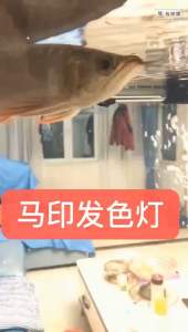 ⚡SG Official Distributor⚡MAYIN 13000K Tanning Light