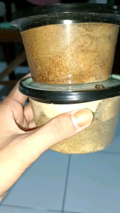 telur lalat bsf/maggot 10 gram