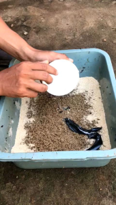 telur lalat bsf/maggot 10 gram