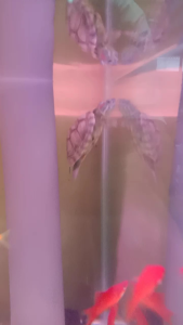 KURA BRAZIL BUNGA/BRAZIL RED EAR TURTLE/巴西花纹龟(Fast shipping ) 3458cm