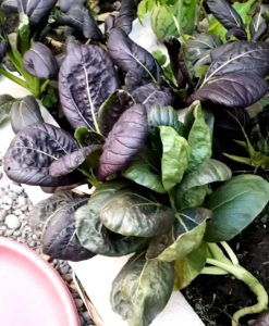 100 BUTIR BIJI/BENIH SAWI PAKCOY MERAH/DARK RED F1