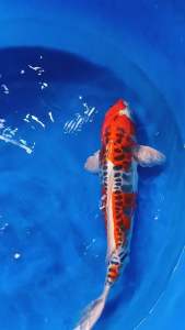 🇯🇵 Japan Doitsu Aragoke 47cm from Maruhiro Farm RM2800 + shipping RM60