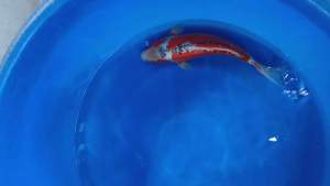 🇯🇵 Japan Red Shusui 30cm++ from Yamajyu Farm ( wide body ) - RM980 + shipping RM60