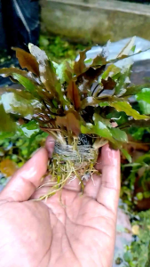 tanaman aquascape cripto weandithi Gren full air