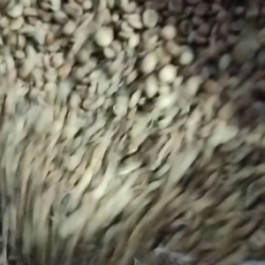 KOPI ACEH ASLI ROBUSTA GAYO ORIGINAL NATURAL 1kg MURAH OLEH OLEH KHAS TOKO OLSHOP ACEH GAYO MARKET.