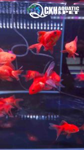 🔥CKH Aquatic🔥 Goldfish Oranda B60 狮头B60