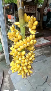 CAIRAN PEMATANG BUAH PISANG 500 ml || KARBIT PEMATANG BUAH || OBAT SEMPROT PEMATANG BUAH PISANG || CAIR PEMATANG PISANG ||