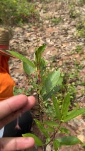 ต้นโลดทะนงแดง ขุดสดห่อพร้อมราก(บรรจุ1ต้น)ยาว30-50 cm